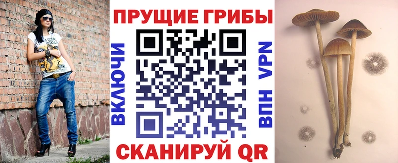 Псилоцибиновые грибы Cubensis  Купить  Куровское 